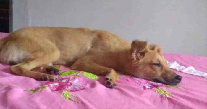 Cachorro raça Vira lata  idade 2 a 6 meses nome Minduin 