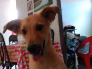 Cachorro raça Vira lata  idade 2 a 6 meses nome Minduin 