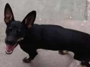 Cachorro raça Vira Lata com Pastor idade 7 a 11 meses nome Cotinha