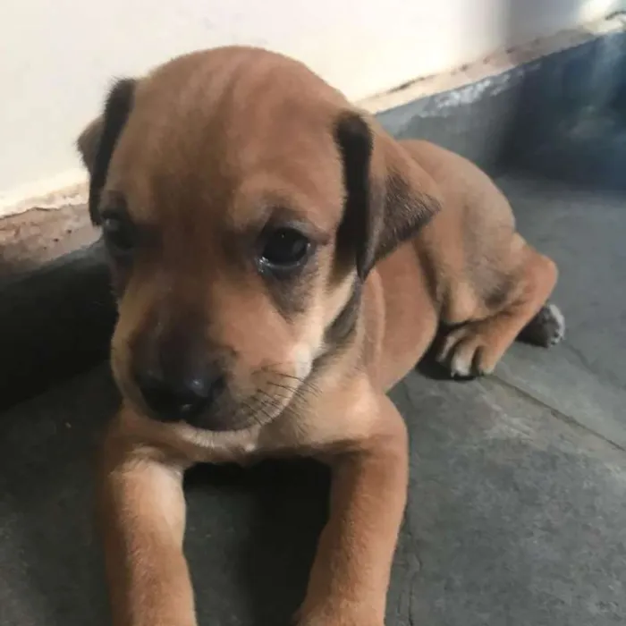 Cachorro ra a vira lata idade Abaixo de 2 meses nome Tobias