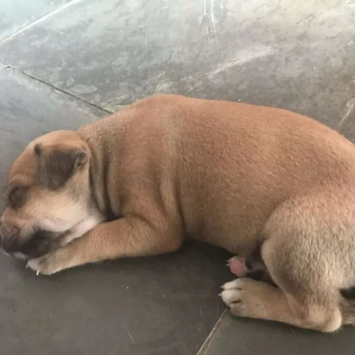 Cachorro ra a vira lata idade Abaixo de 2 meses nome Dengoso