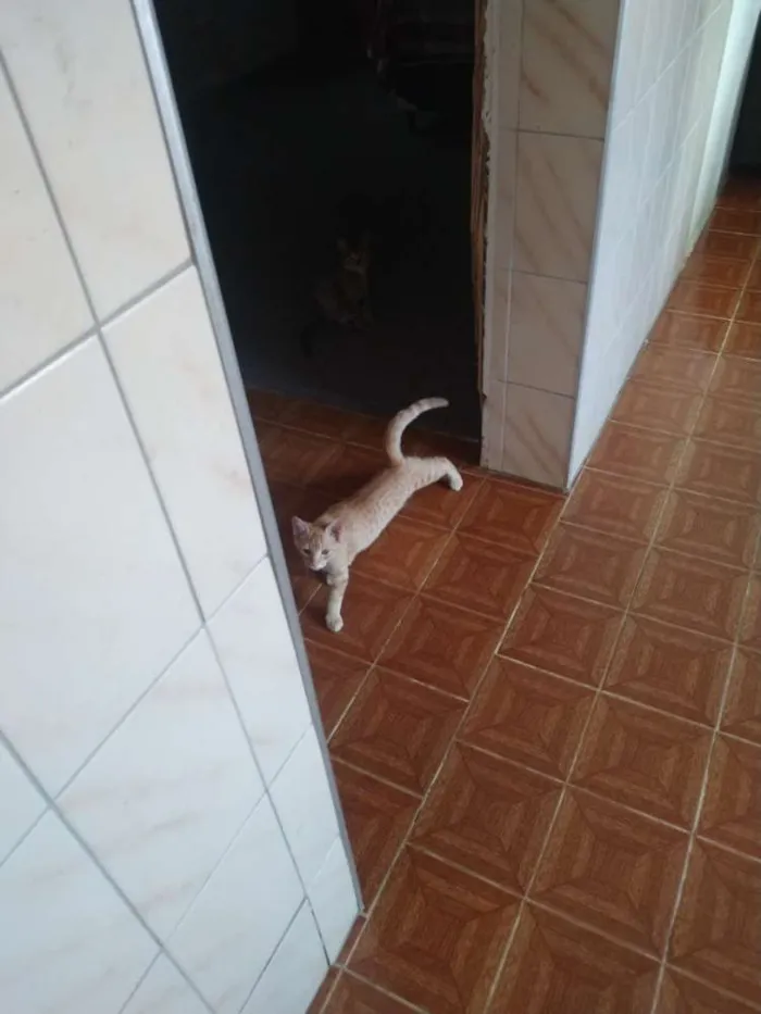 Gato ra a Indefinido idade 4 anos nome Não tem nome