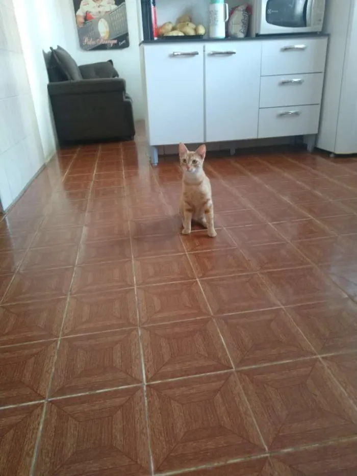 Gato ra a Indefinido idade 4 anos nome Não tem nome