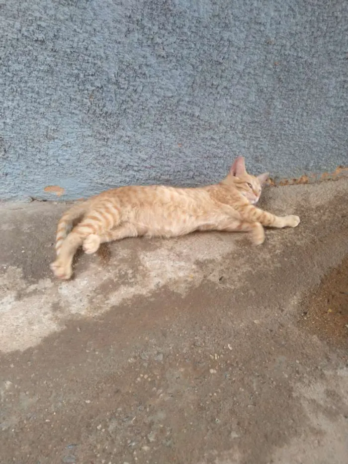 Gato ra a Indefinido idade 4 anos nome Não tem nome