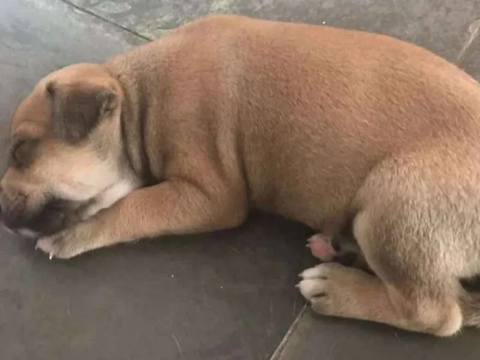 Cachorro ra a vira lata idade Abaixo de 2 meses nome Dengoso