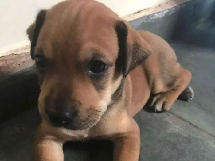 Cachorro ra a vira lata idade Abaixo de 2 meses nome Tobias