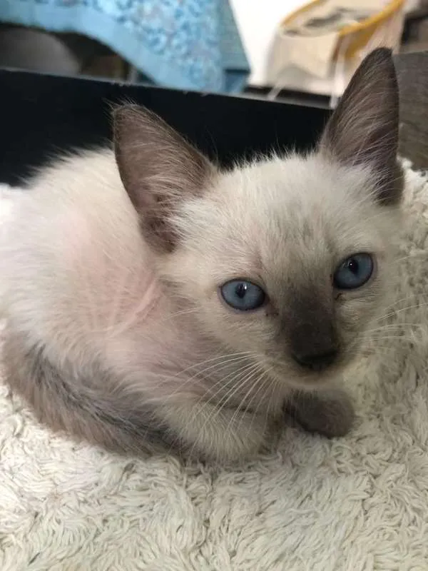 Gato raça nao sei idade Abaixo de 2 meses nome Nininho