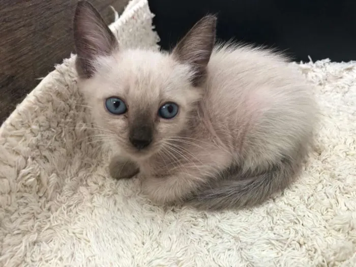 Gato raça nao sei idade Abaixo de 2 meses nome Nininho