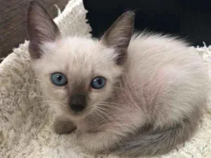 Gato raça nao sei idade Abaixo de 2 meses nome Nininho