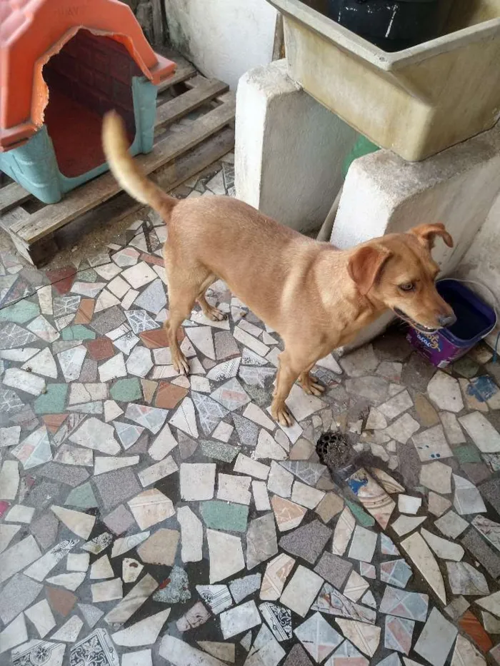 Cachorro ra a Vira lata idade 4 anos nome Dog