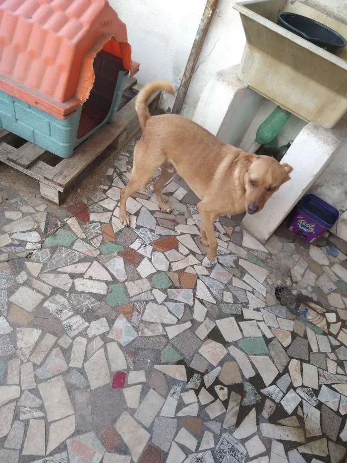 Cachorro ra a Vira lata idade 4 anos nome Dog