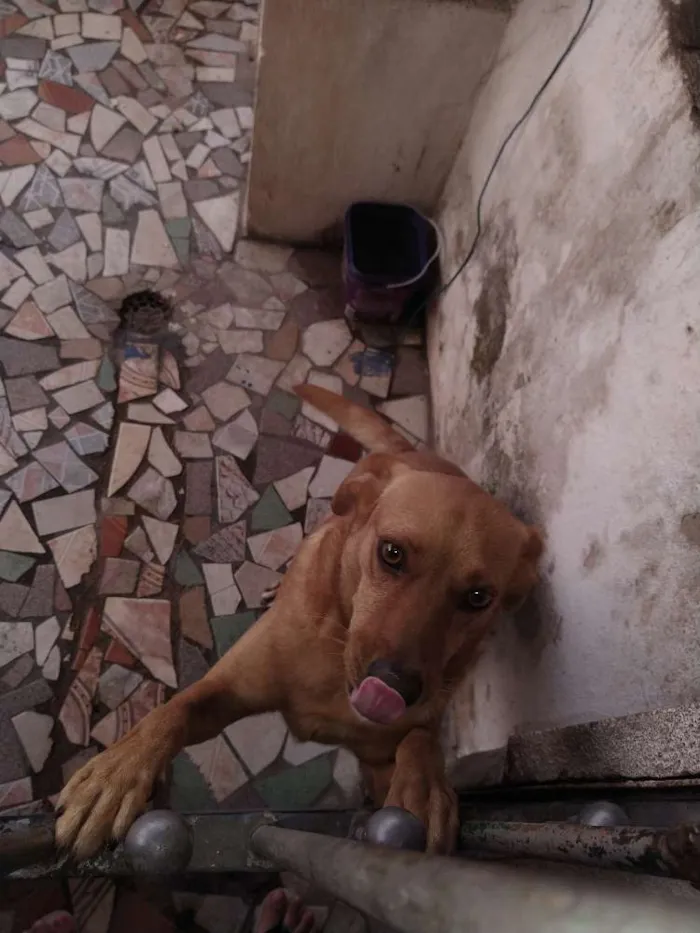 Cachorro ra a Vira lata idade 4 anos nome Dog