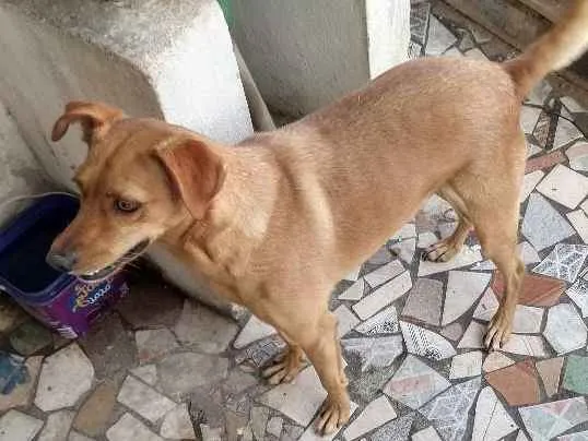 Cachorro ra a Vira lata idade 4 anos nome Dog