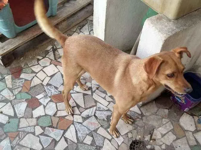 Cachorro ra a Vira lata idade 4 anos nome Dog