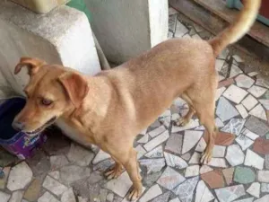 Cachorro raça Vira lata idade 4 anos nome Dog