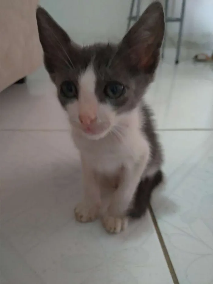 Gato ra a Vira-lata idade 2 a 6 meses nome Sem nome