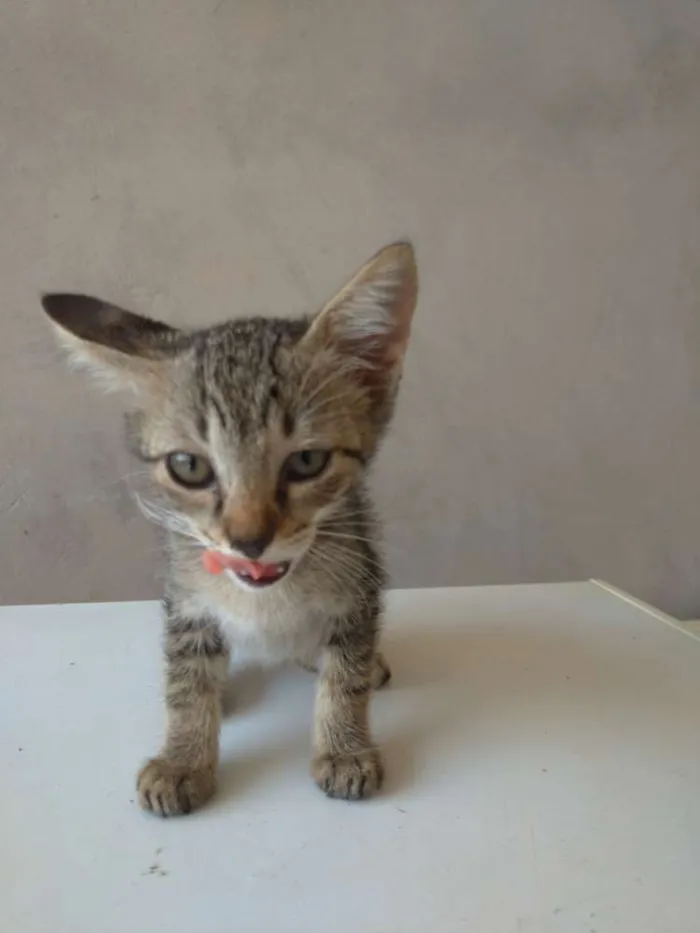 Gato ra a Vira-lata idade 2 a 6 meses nome Sem nome