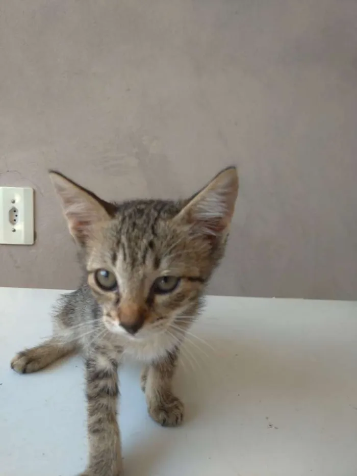 Gato ra a Vira-lata idade 2 a 6 meses nome Sem nome