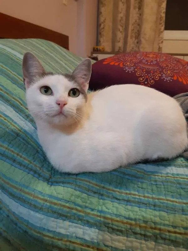 Gato raça SRD idade 7 a 11 meses nome Lilica