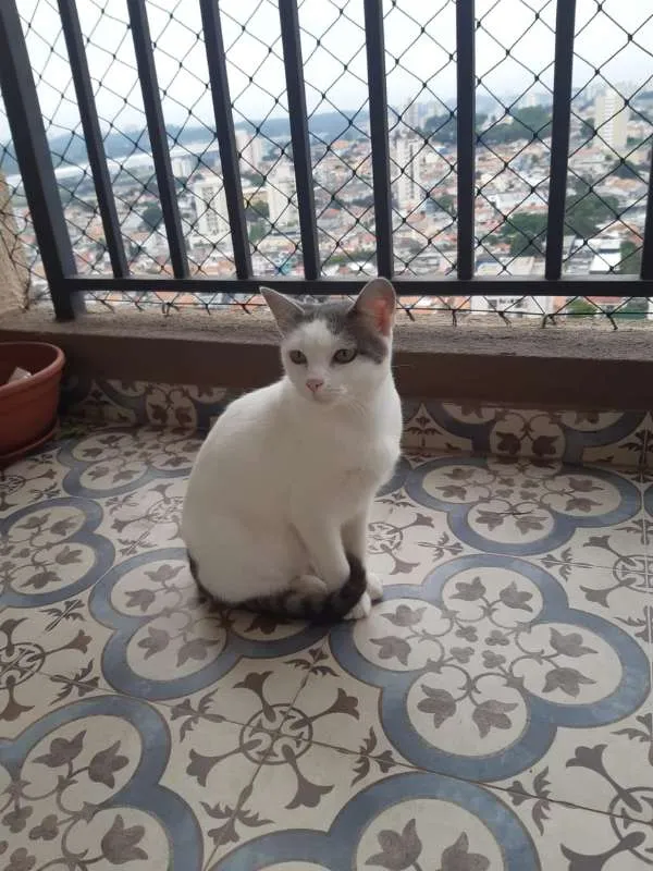 Gato raça SRD idade 7 a 11 meses nome Lilica