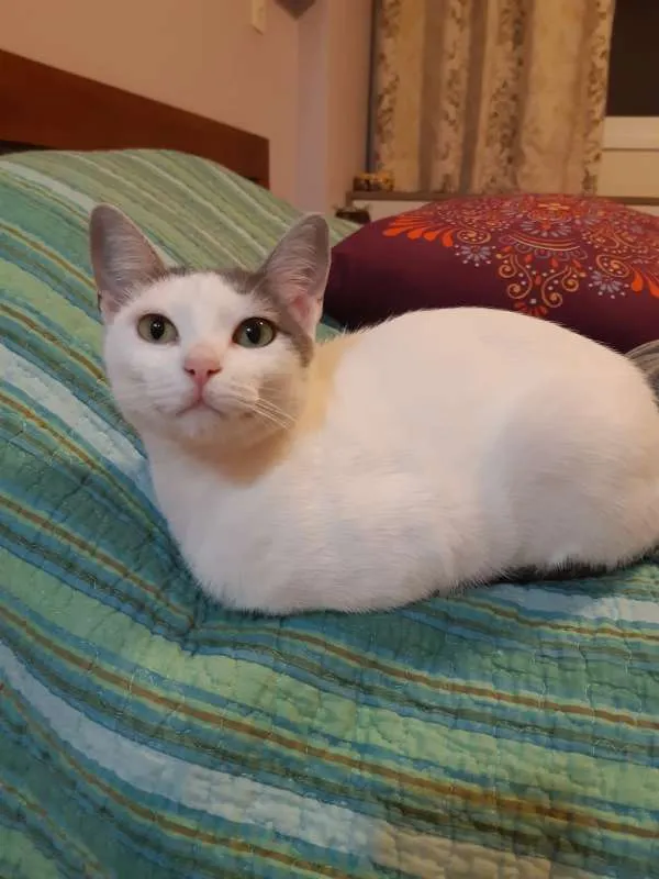 Gato raça SRD idade 7 a 11 meses nome Lilica