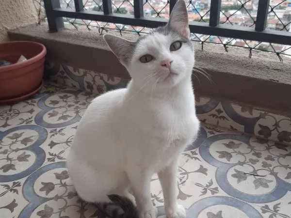 Gato raça SRD idade 7 a 11 meses nome Lilica