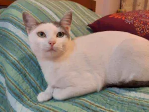 Gato raça SRD idade 7 a 11 meses nome Lilica