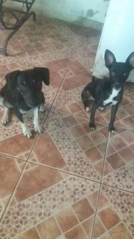 Cachorro ra a Sem Raça Definida idade 7 a 11 meses nome Valquíria e Karen