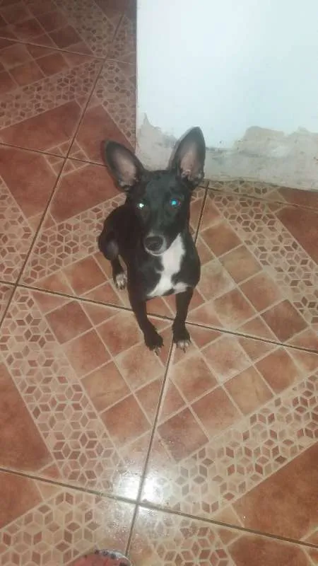 Cachorro ra a Sem Raça Definida idade 7 a 11 meses nome Valquíria e Karen