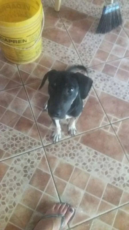 Cachorro ra a Sem Raça Definida idade 7 a 11 meses nome Valquíria e Karen