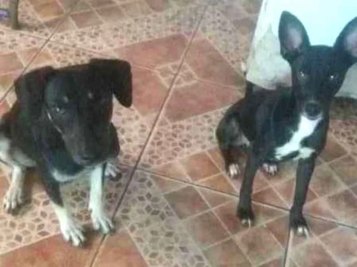 Cachorro ra a Sem Raça Definida idade 7 a 11 meses nome Valquíria e Karen