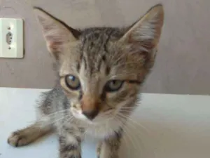 Gato raça Vira-lata idade 2 a 6 meses nome Sem nome