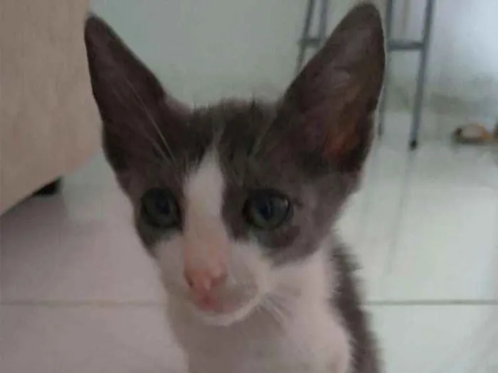 Gato ra a Vira-lata idade 2 a 6 meses nome Sem nome