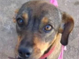 Cachorro raça SRD idade 1 ano nome Helena 