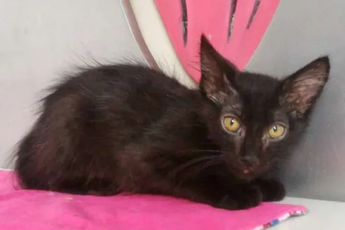 Gato ra a SRD idade 2 a 6 meses nome MARIAZINHA