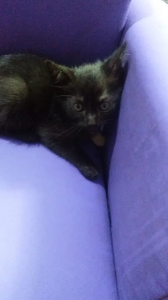 Gato ra a Srd idade 2 a 6 meses nome Cat 1