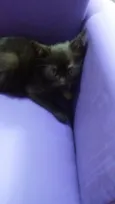 Cat 1