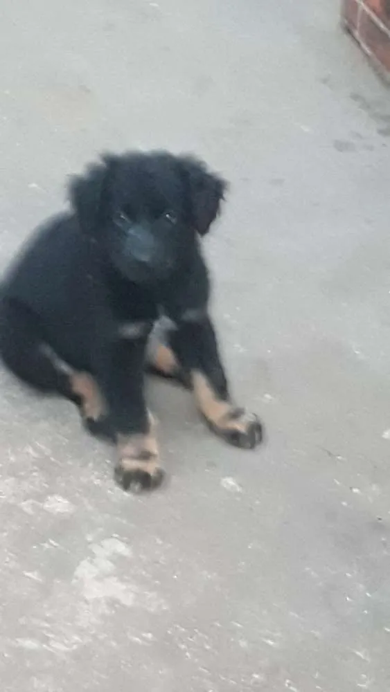 Cachorro ra a Filhote de pastor Alemão  idade Abaixo de 2 meses nome Não tem 