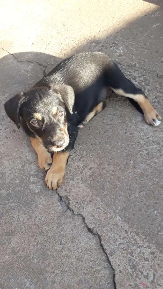 Cachorro ra a Filhote de pastor Alemão  idade Abaixo de 2 meses nome Não tem 