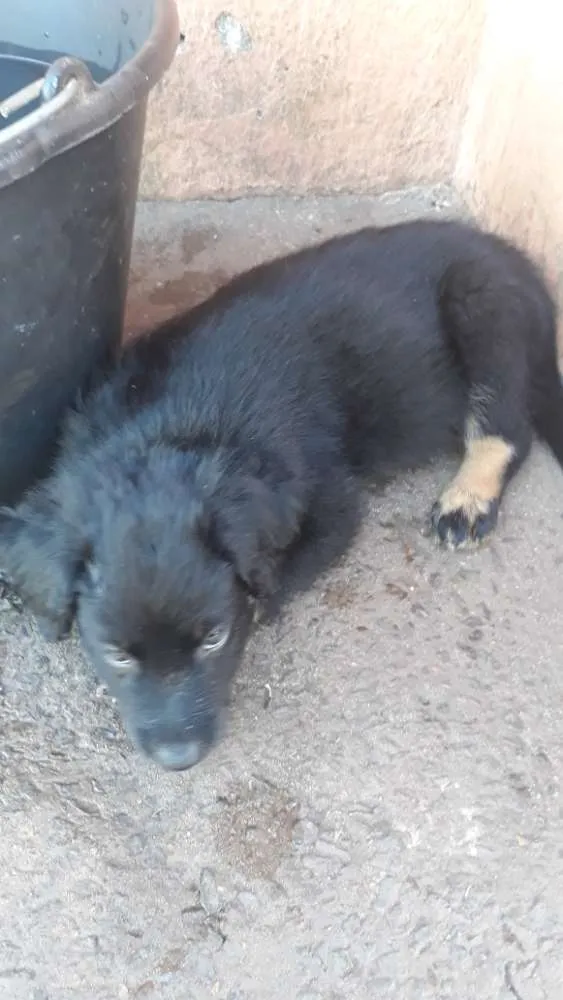 Cachorro ra a Filhote de pastor Alemão  idade Abaixo de 2 meses nome Não tem 