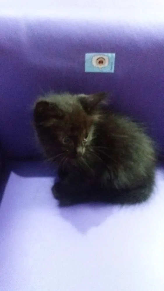 Gato ra a Srd idade 2 a 6 meses nome Cat 2