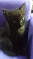 Cat 3