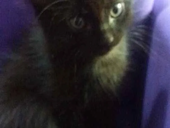 Gato ra a Srd idade 2 a 6 meses nome Cat 3