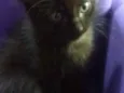 Cat 3