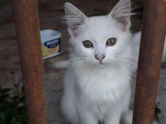 Gato ra a Não sei , mais é bem peludinha idade 2 a 6 meses nome Ainda não tem nome