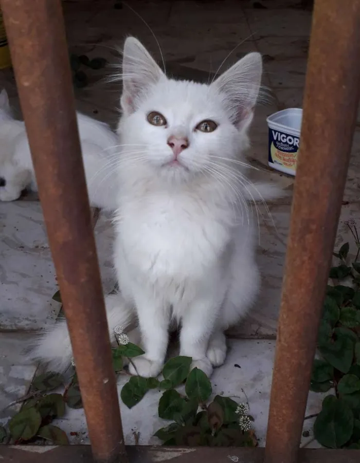 Gato ra a Não sei , mais é bem peludinha idade 2 a 6 meses nome Ainda não tem nome