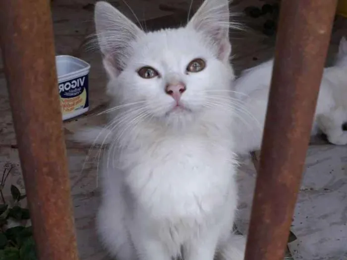 Gato ra a Não sei , mais é bem peludinha idade 2 a 6 meses nome Ainda não tem nome