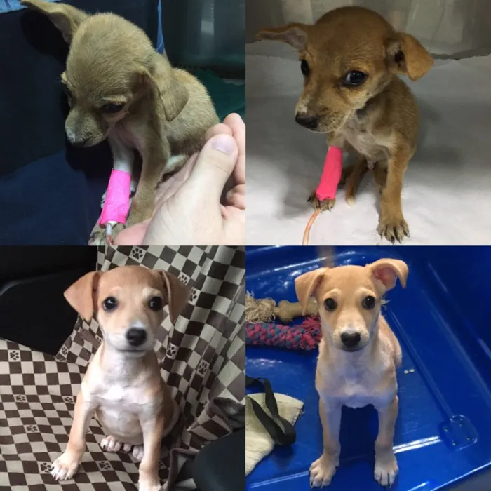 Cachorro ra a SRD idade 2 a 6 meses nome Sem nome