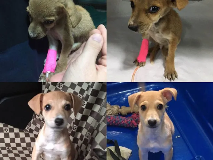 Cachorro ra a SRD idade 2 a 6 meses nome Sem nome
