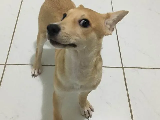 Cachorro ra a SRD idade 2 a 6 meses nome Sem nome